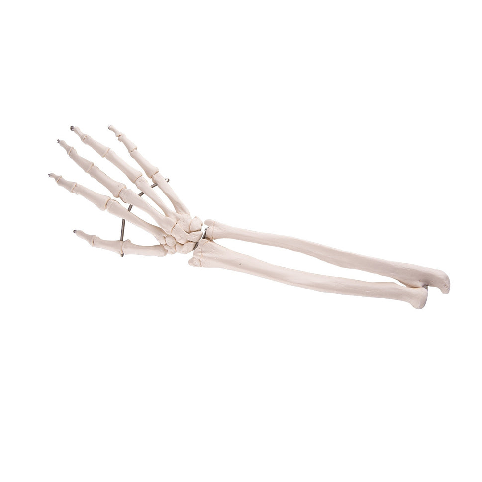 Flexible Hand Model with Forearm