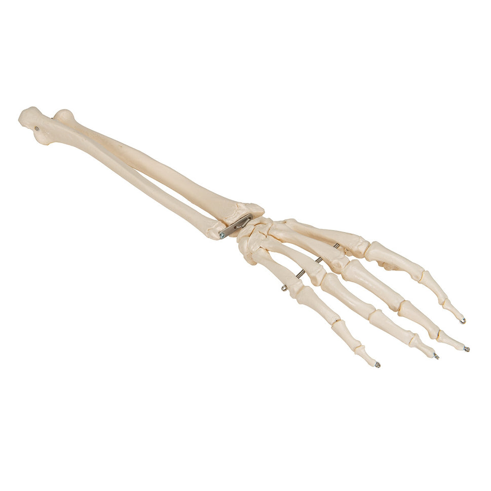 Flexible Hand Model with Forearm