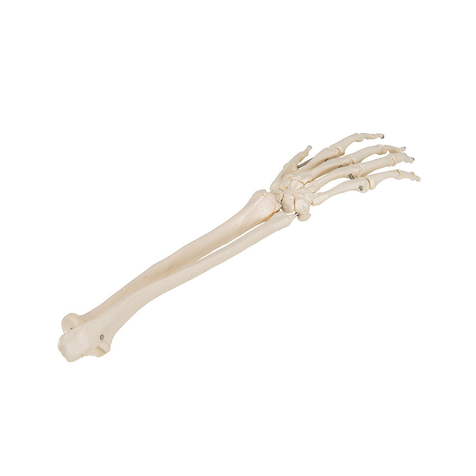 Flexible Hand Model with Forearm