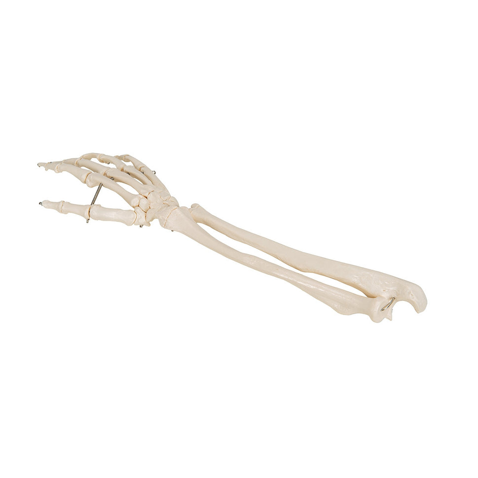 Flexible Hand Model with Forearm