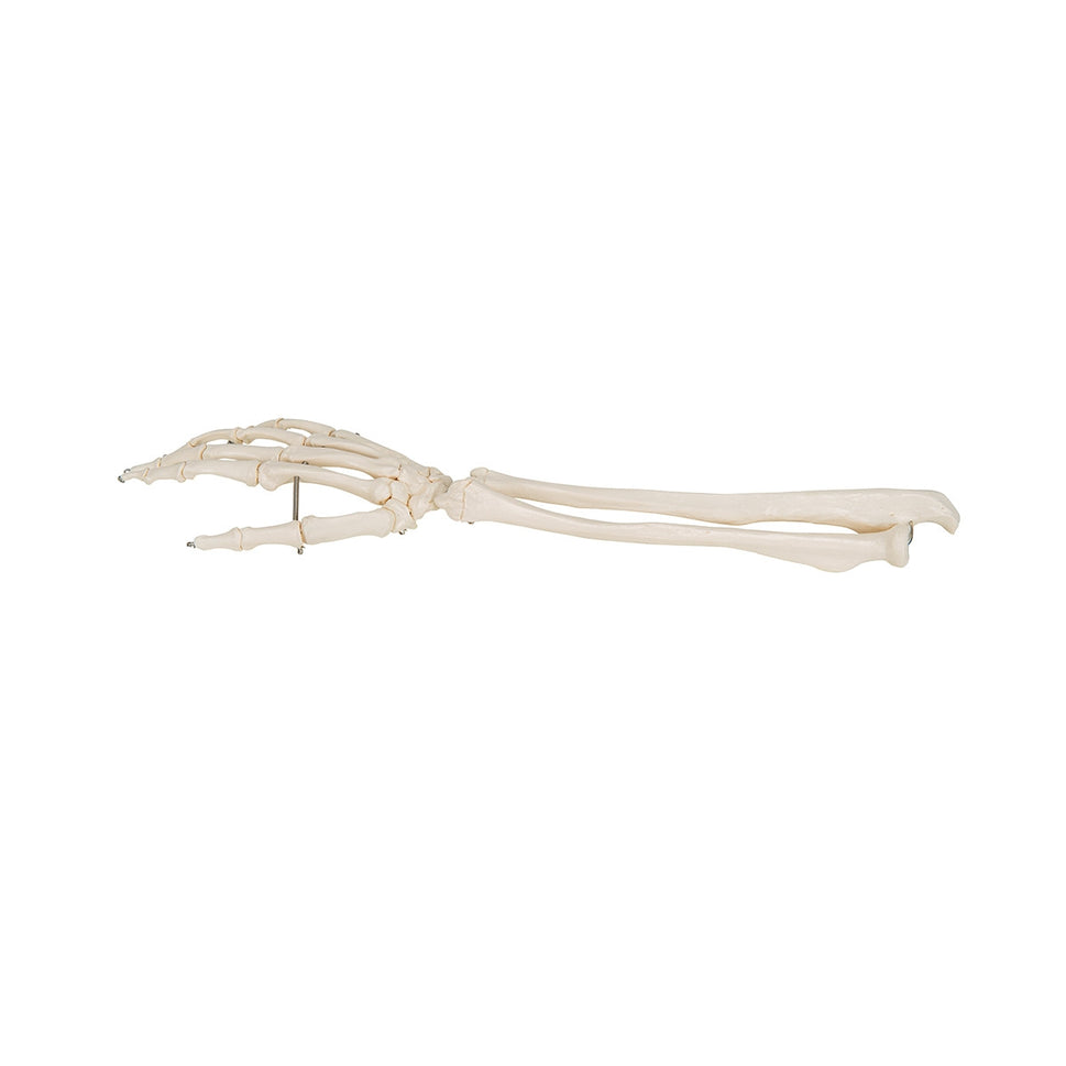 Flexible Hand Model with Forearm