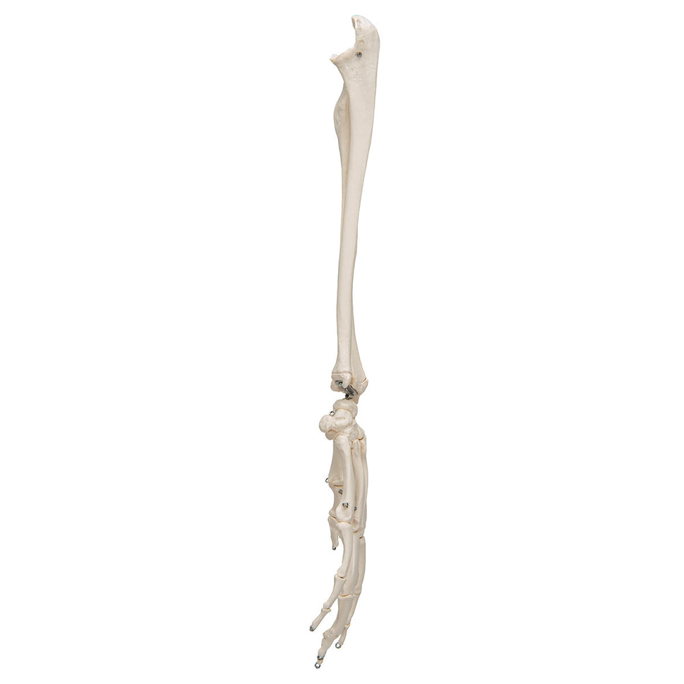 Flexible Hand Model with Forearm