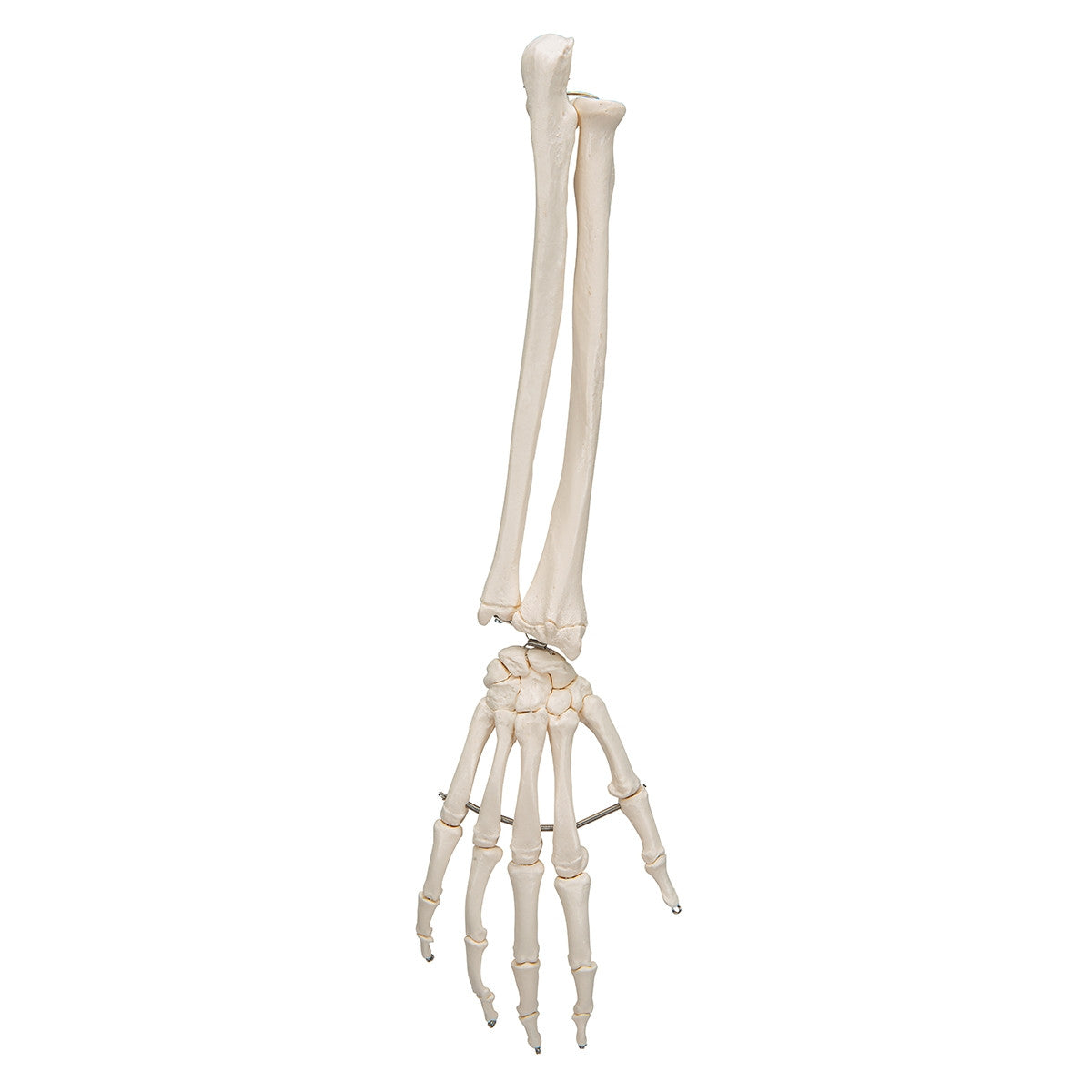 Flexible Hand Model with Forearm