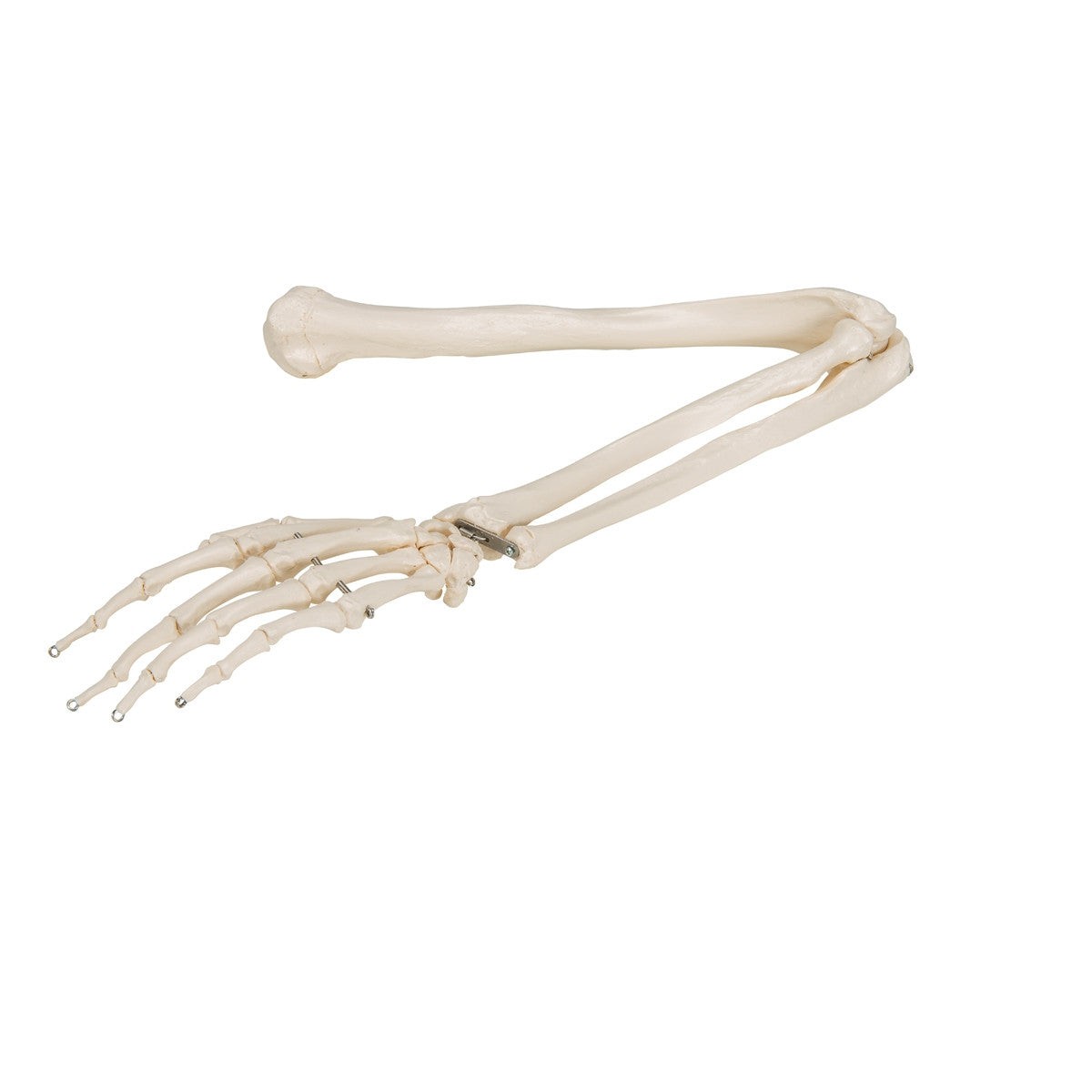 Arm Skeleton Model