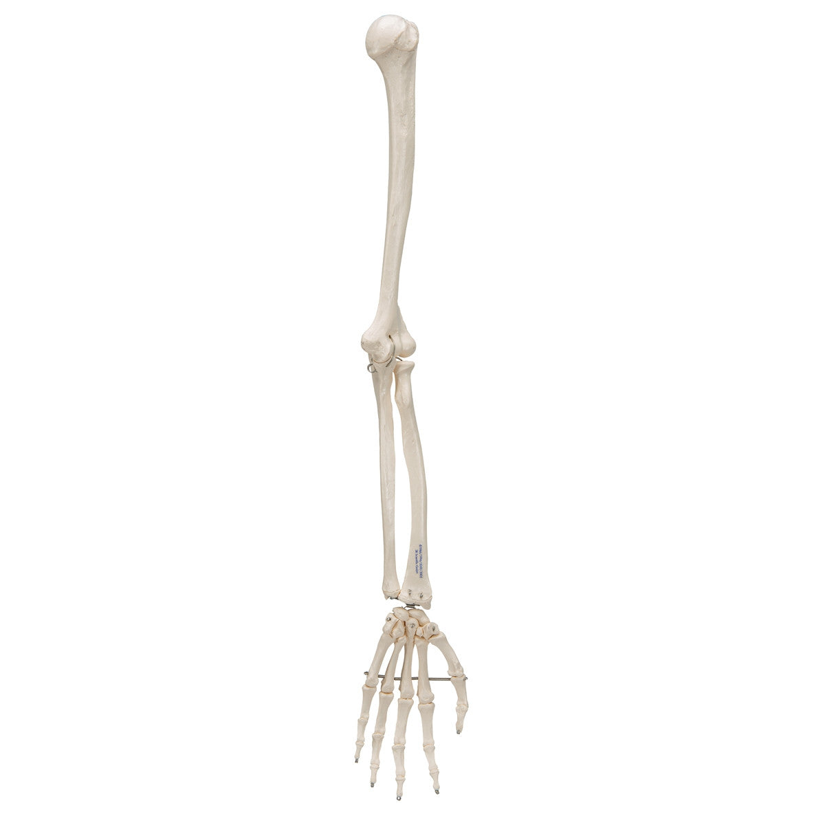 Arm Skeleton Model