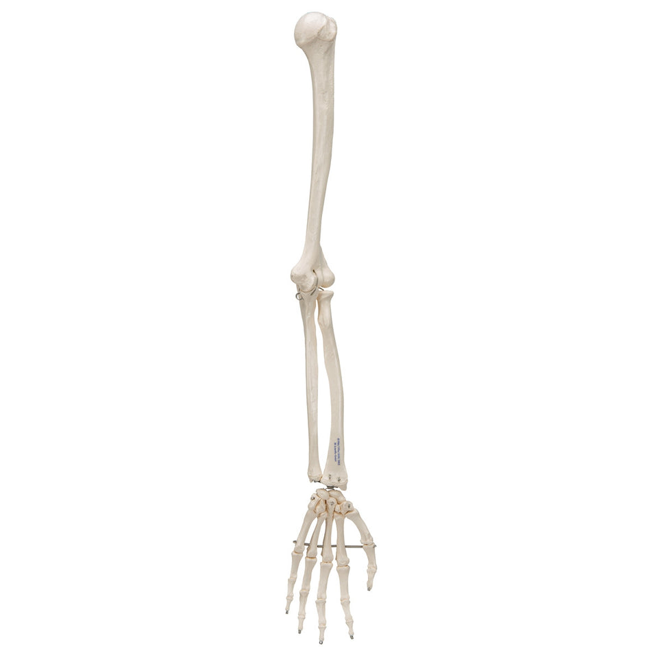 Arm Skeleton Model