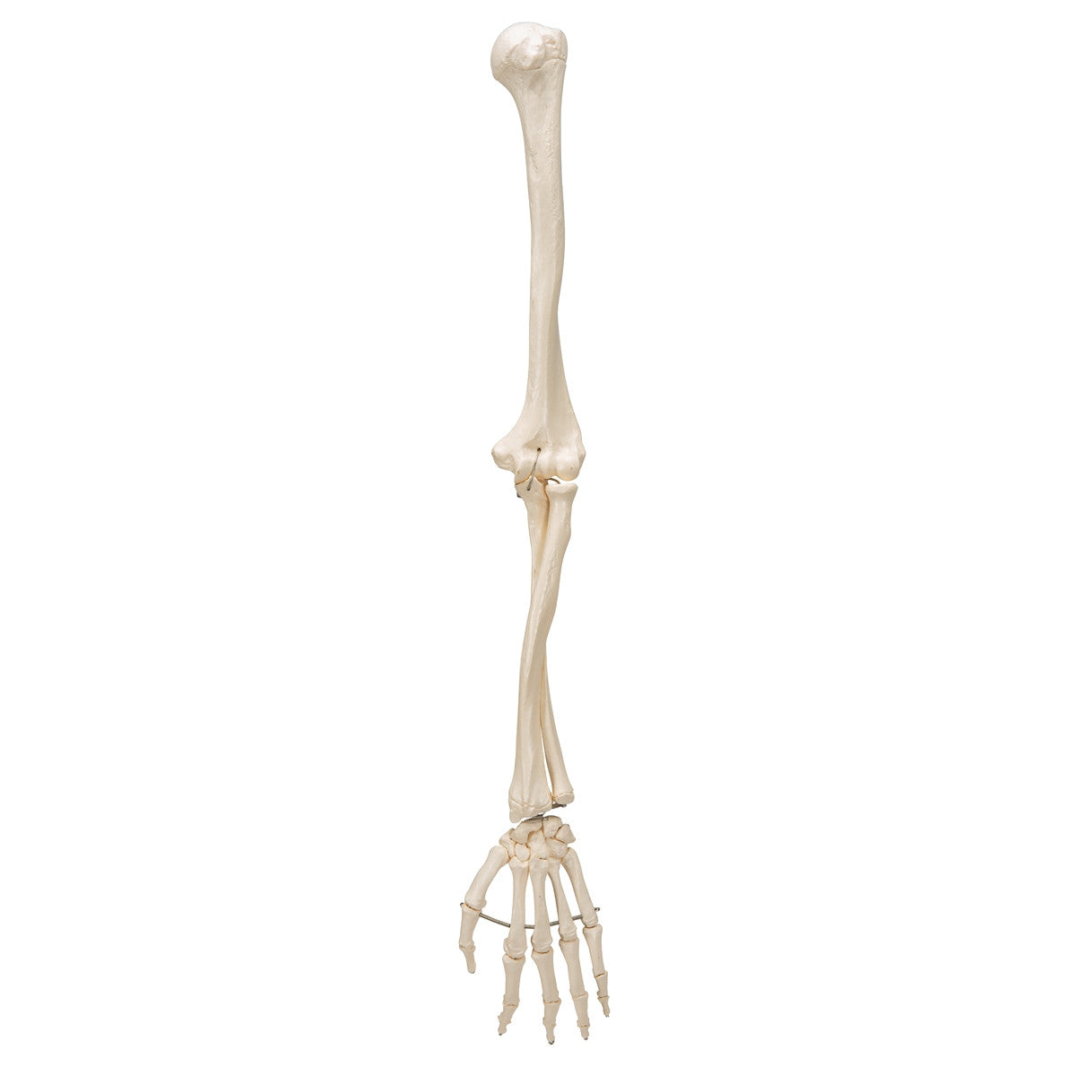 Arm Skeleton Model