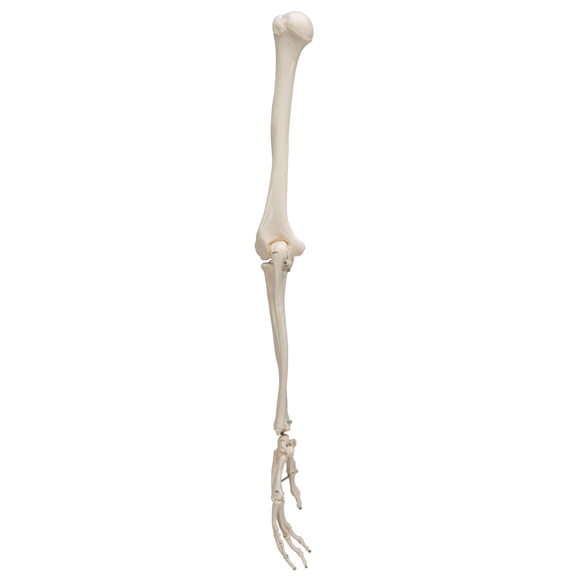 Arm Skeleton Model