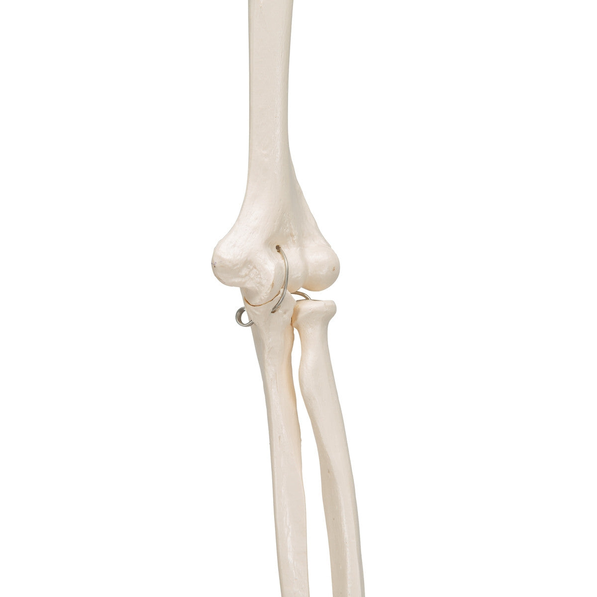 Arm Skeleton Model
