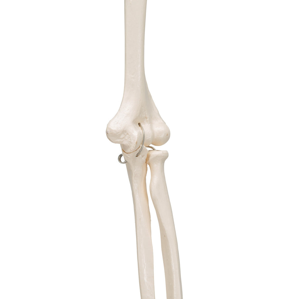 Arm Skeleton Model