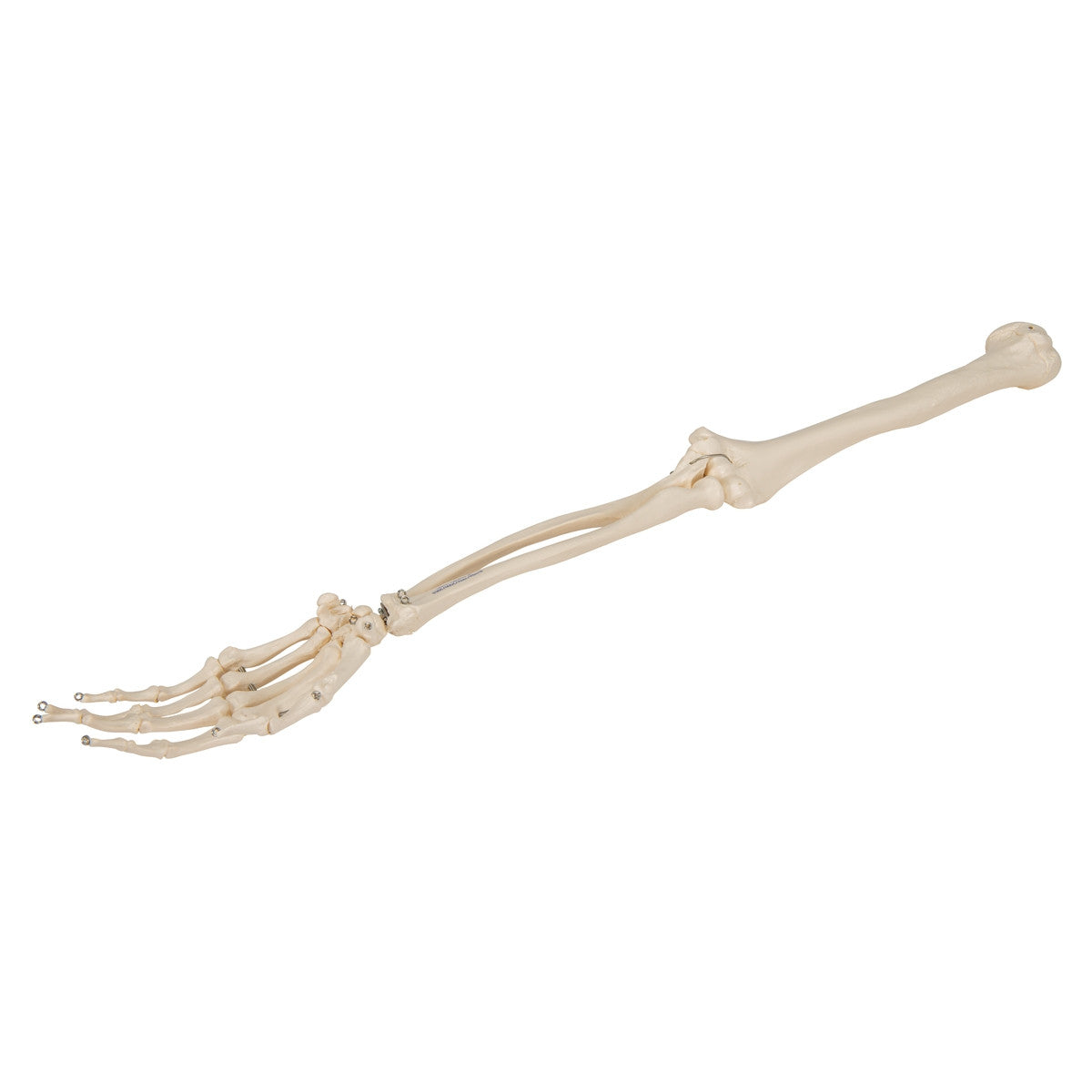 Arm Skeleton Model