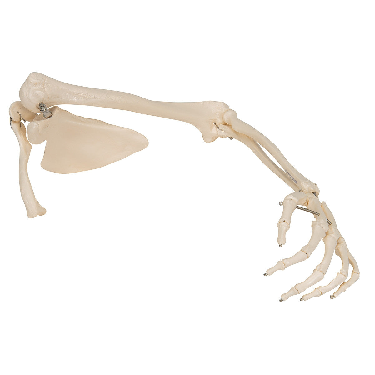 Arm Skeleton Model with Scapula and Clavicle