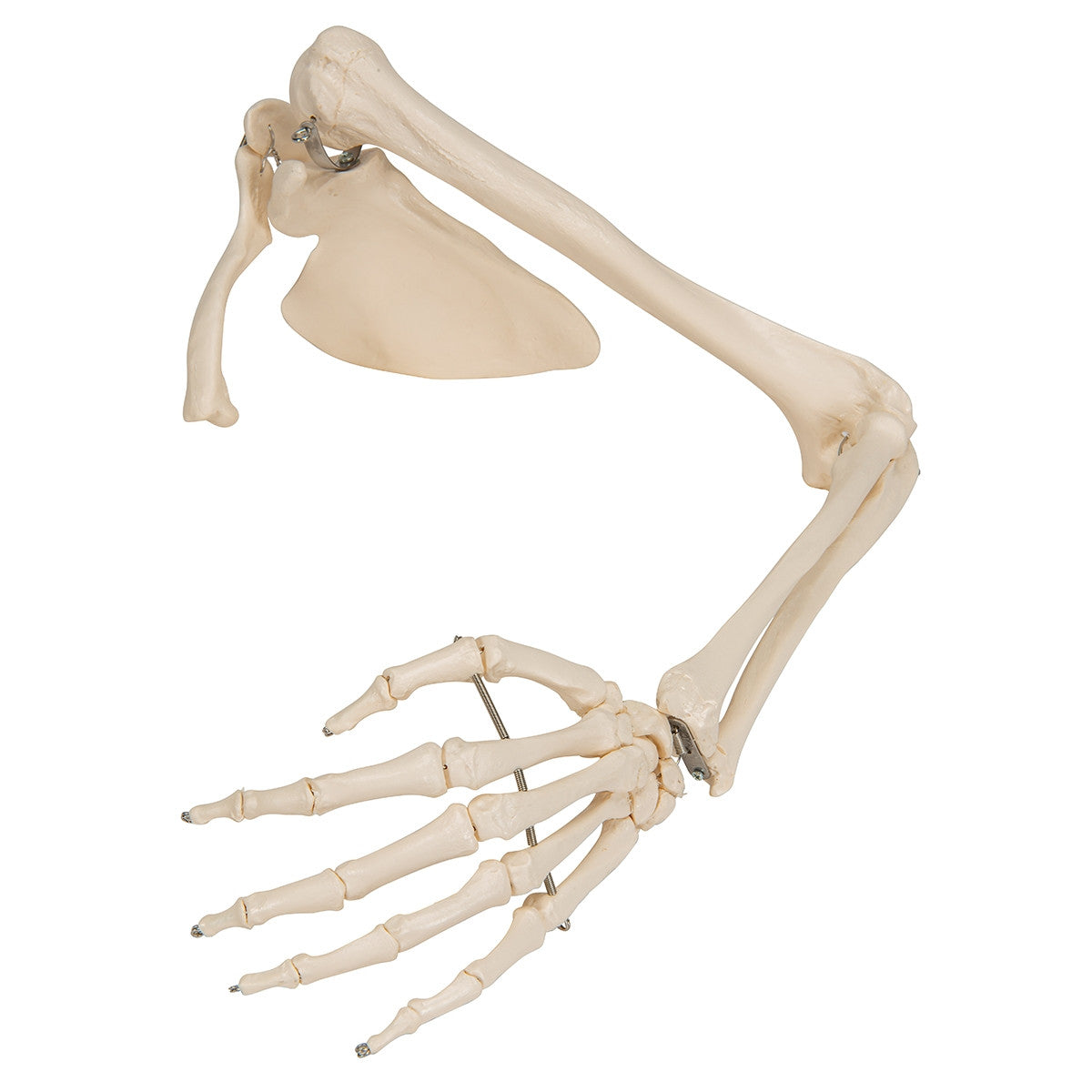 Arm Skeleton Model with Scapula and Clavicle
