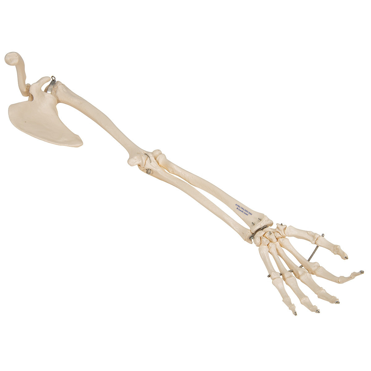 Arm Skeleton Model with Scapula and Clavicle