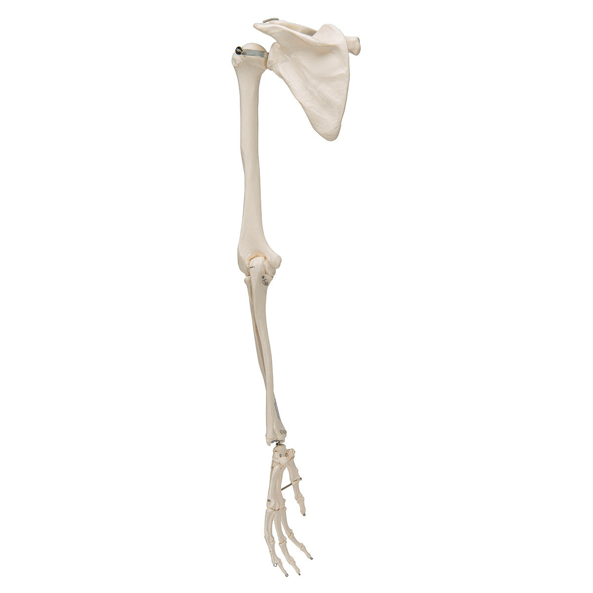 Arm Skeleton Model with Scapula and Clavicle