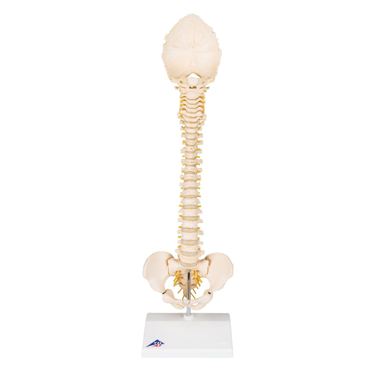 BONElike Child's Vertebral Column Model