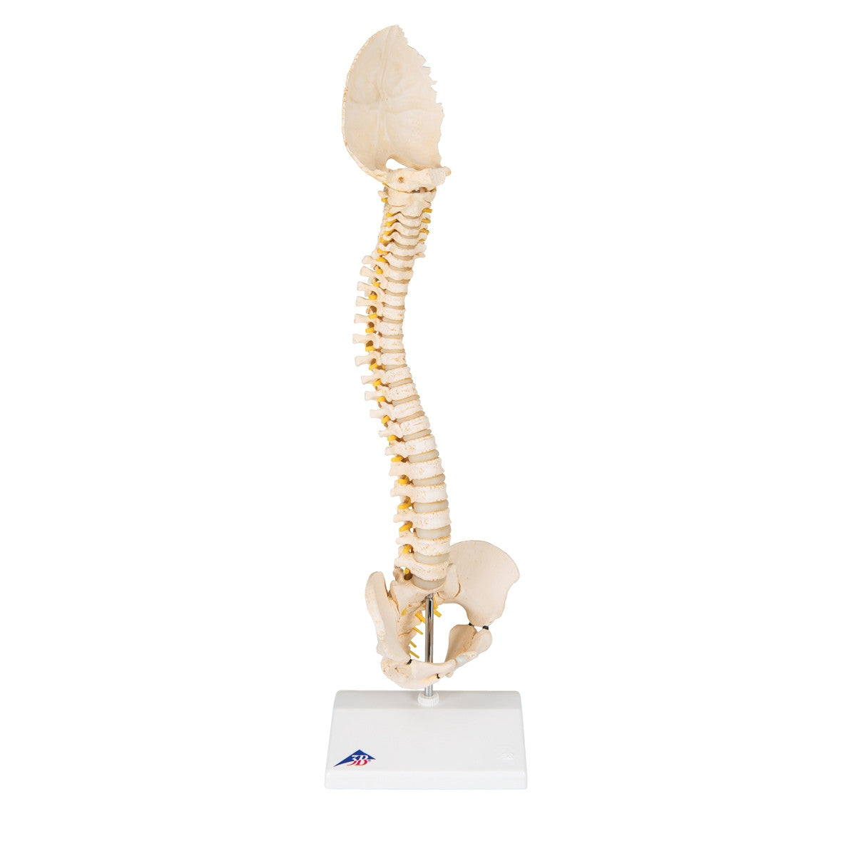 BONElike Child's Vertebral Column Model