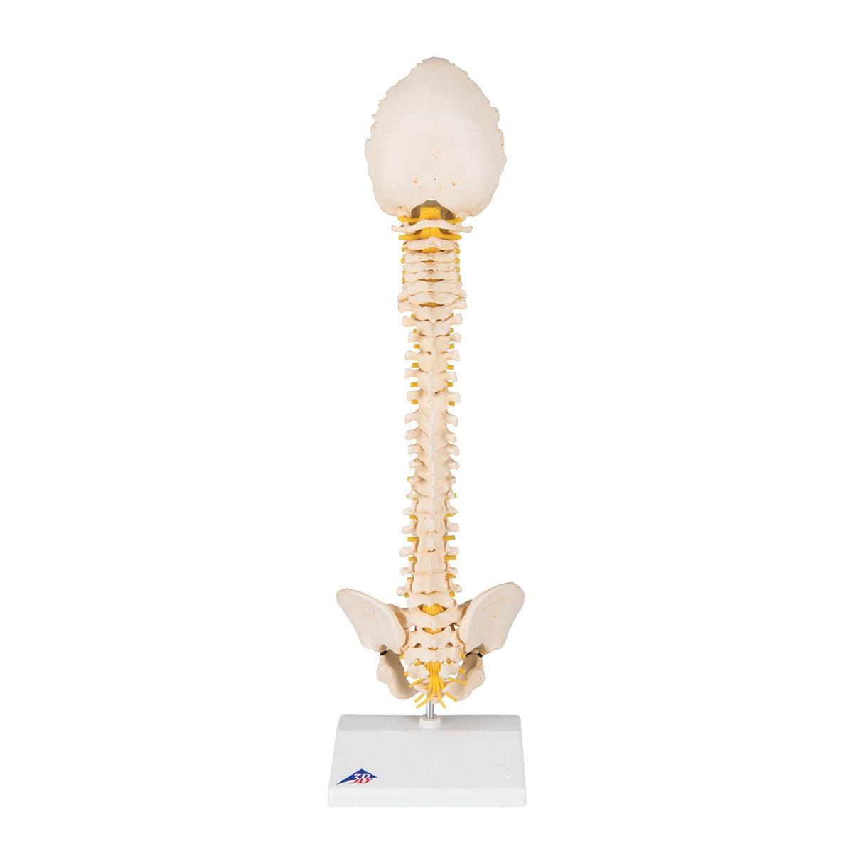 BONElike Child's Vertebral Column Model