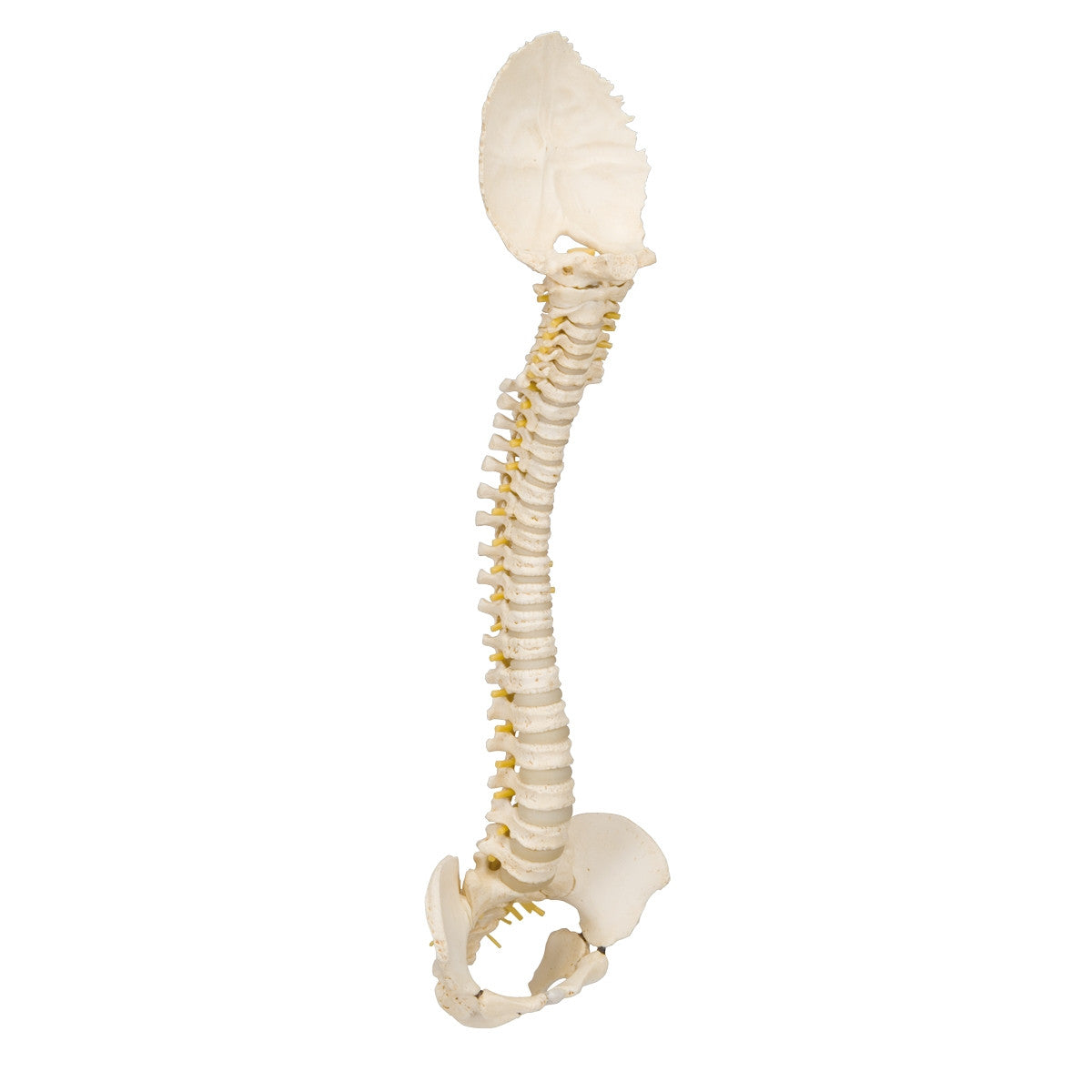 BONElike Child's Vertebral Column Model