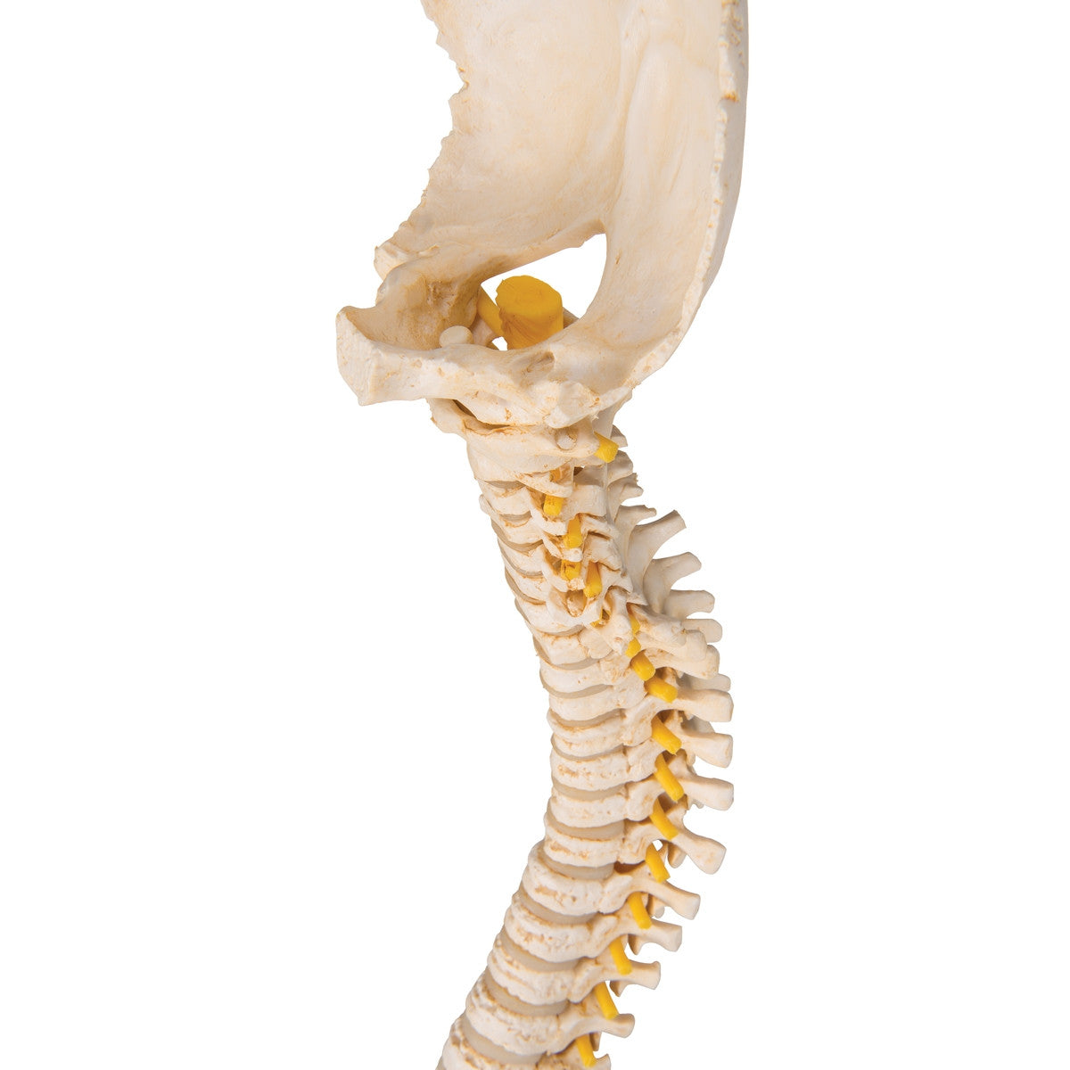 BONElike Child's Vertebral Column Model