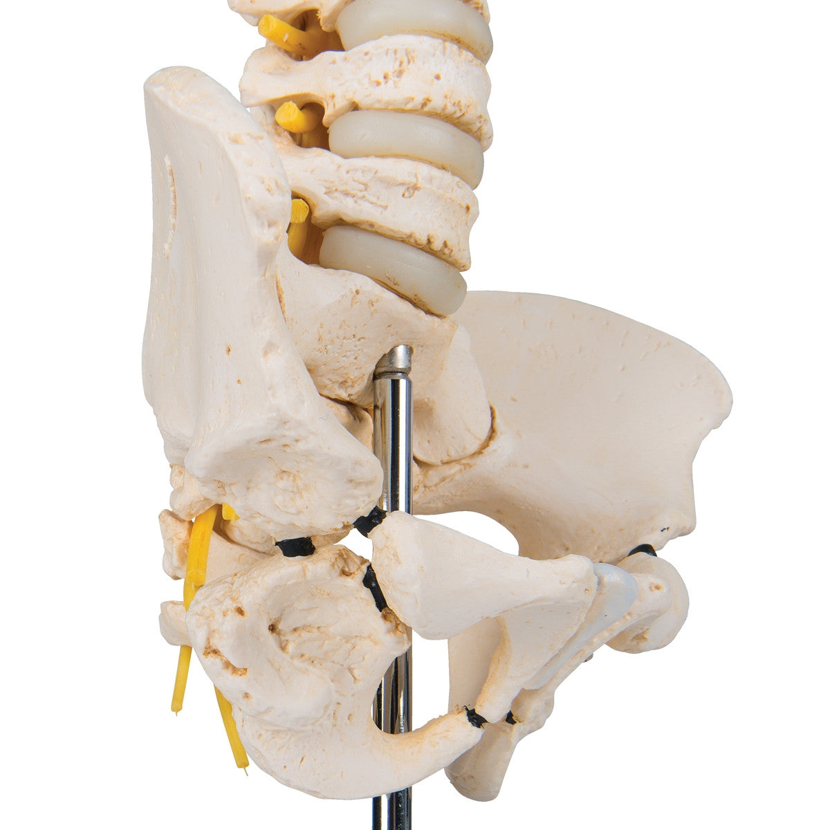BONElike Child's Vertebral Column Model