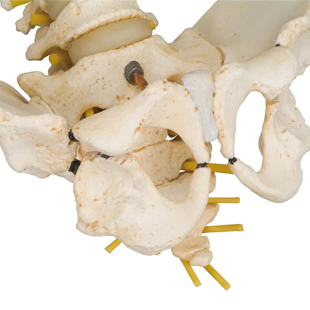 BONElike Child's Vertebral Column Model