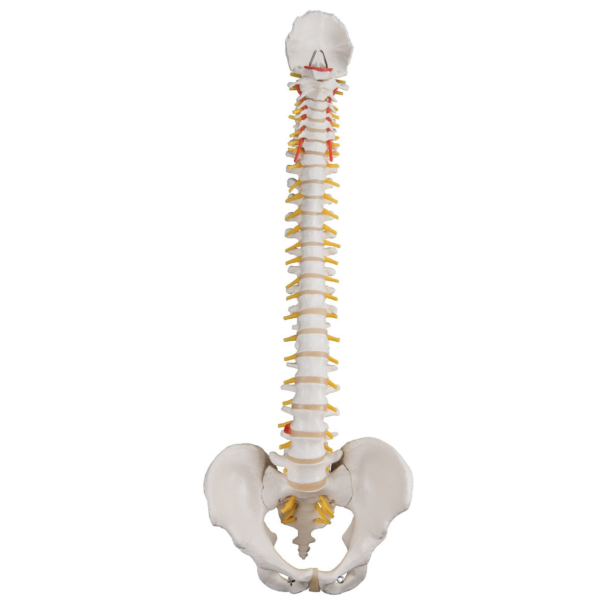 Classic Flexible Spine Model