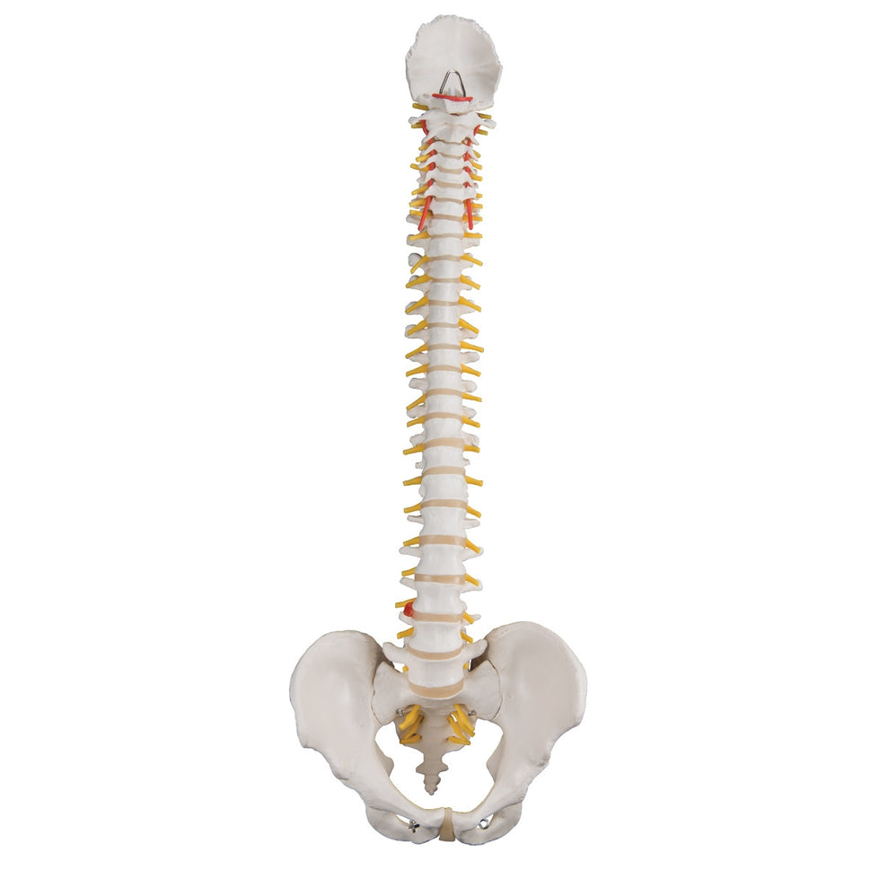 Classic Flexible Spine Model