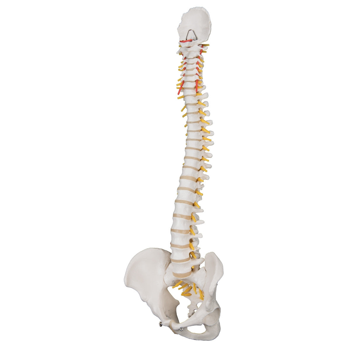 Classic Flexible Spine Model