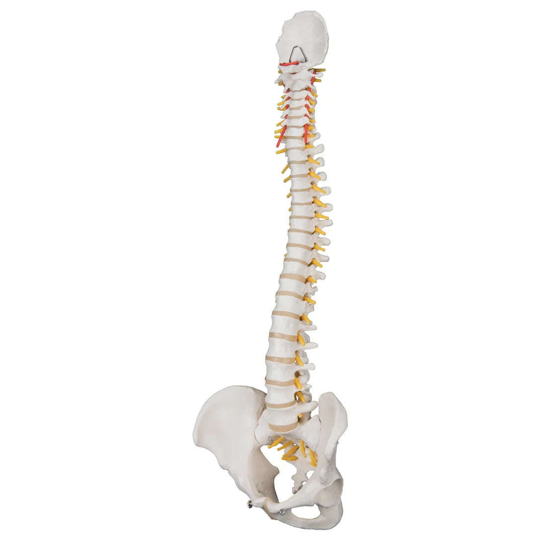 Deluxe Manual Handling Demonstration Kit