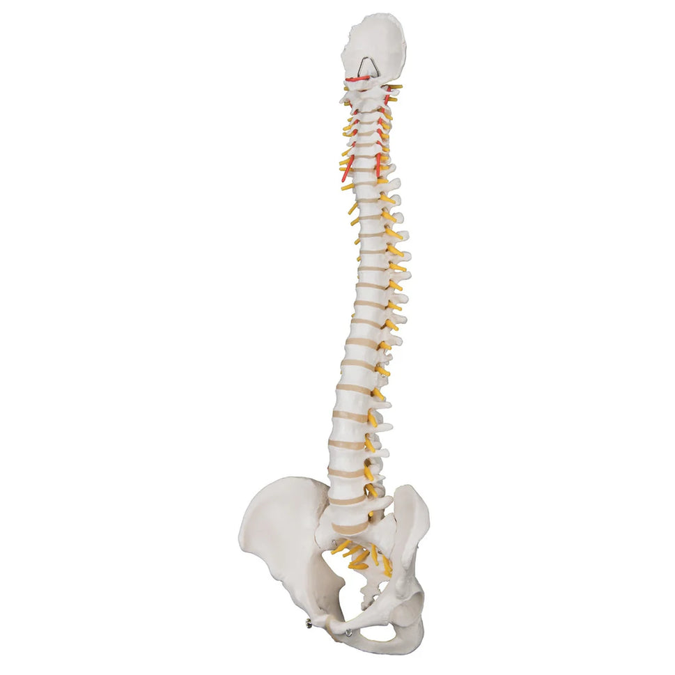 Intermediate Manual Handling Demonstration Kit