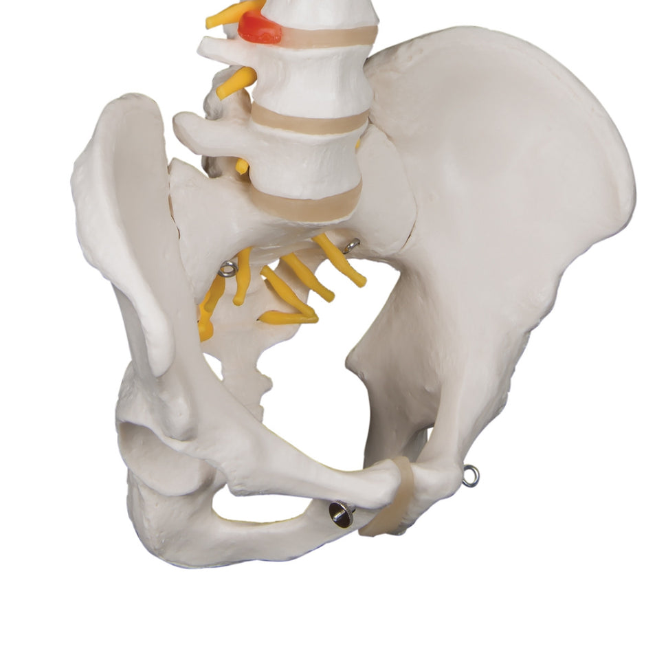 Classic Flexible Spine Model