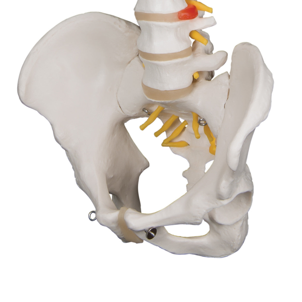 Classic Flexible Spine Model