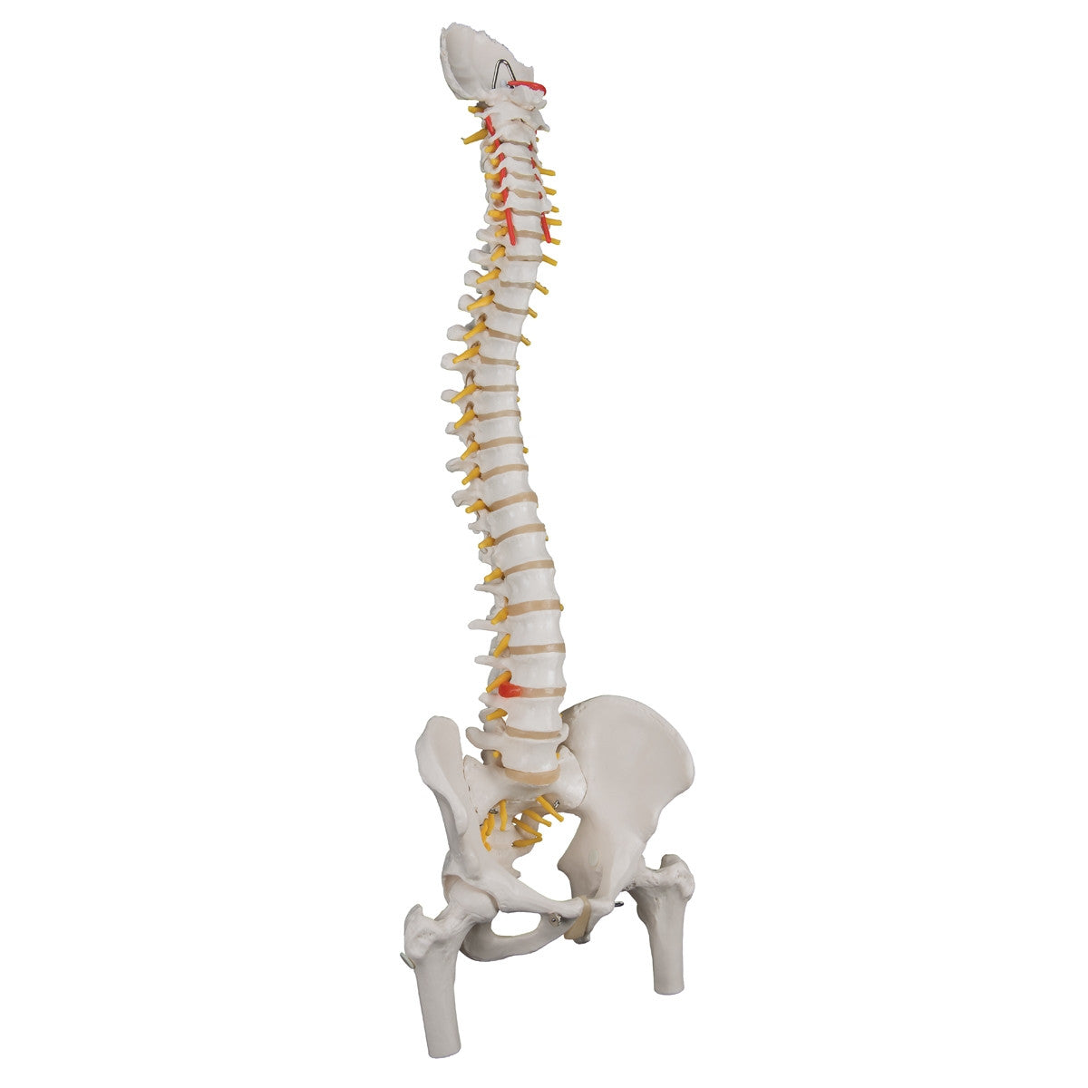 Classic Flexible Spine Model with Femoral Heads