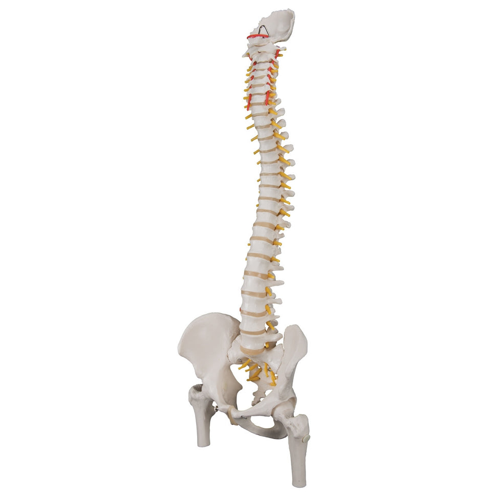 Classic Flexible Spine Model with Femoral Heads