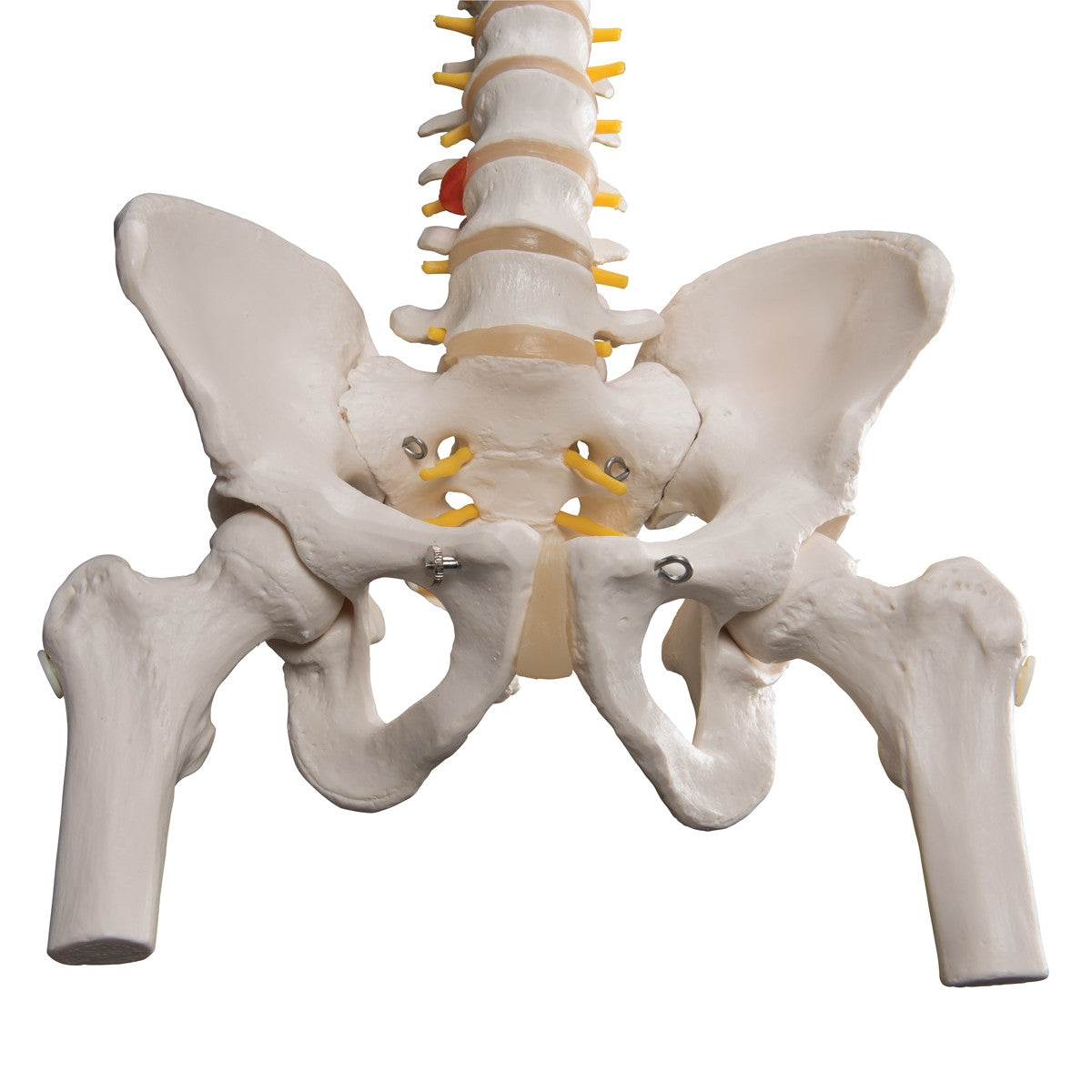 Classic Flexible Spine Model with Femoral Heads