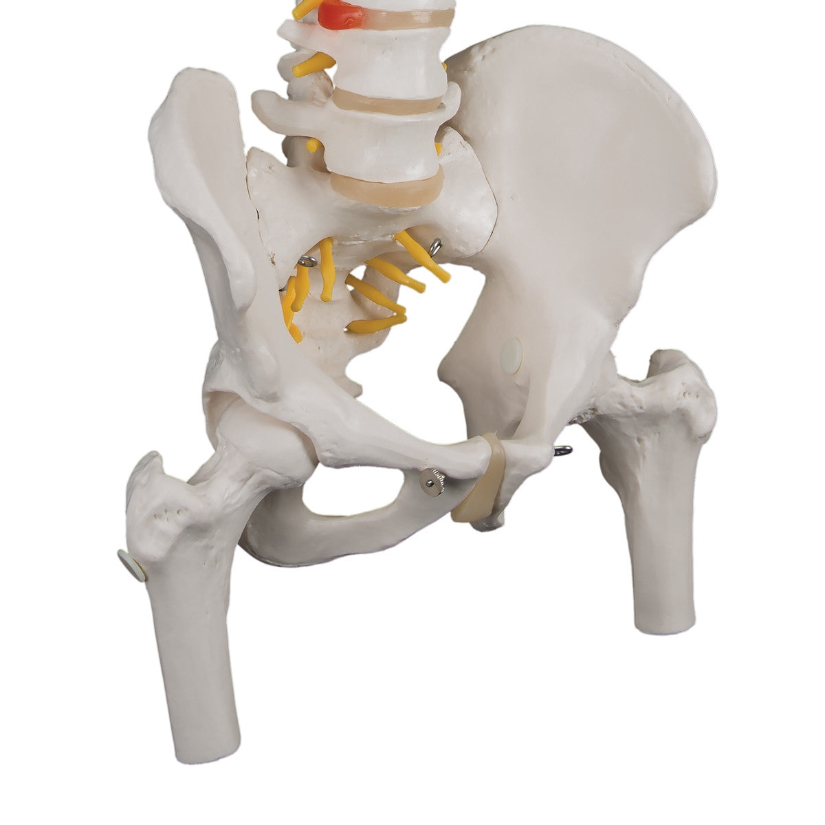 Classic Flexible Spine Model with Femoral Heads