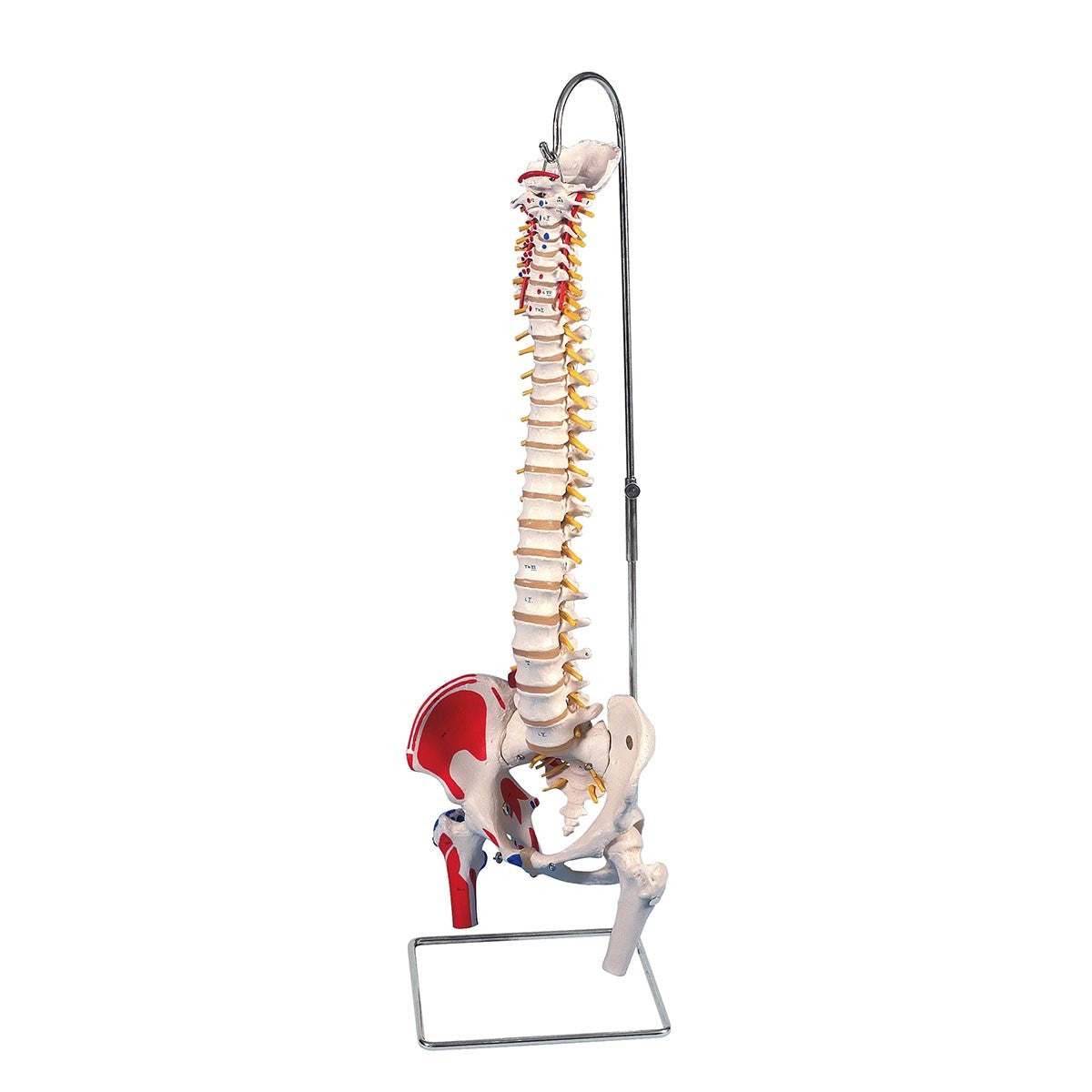 Classic Flexible Spine Model with with Femur Heads and Painted Muscles