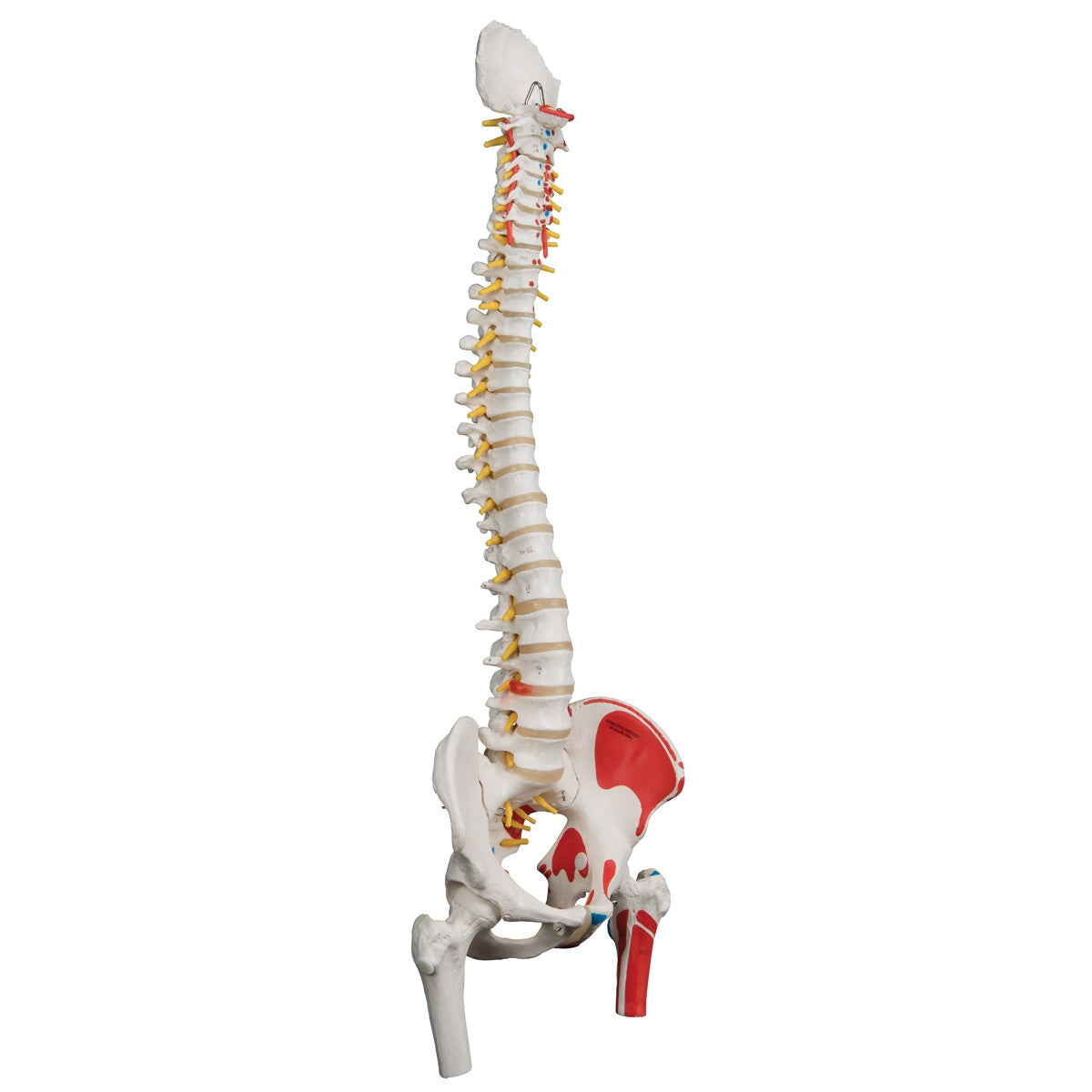 Classic Flexible Spine Model with with Femur Heads and Painted Muscles