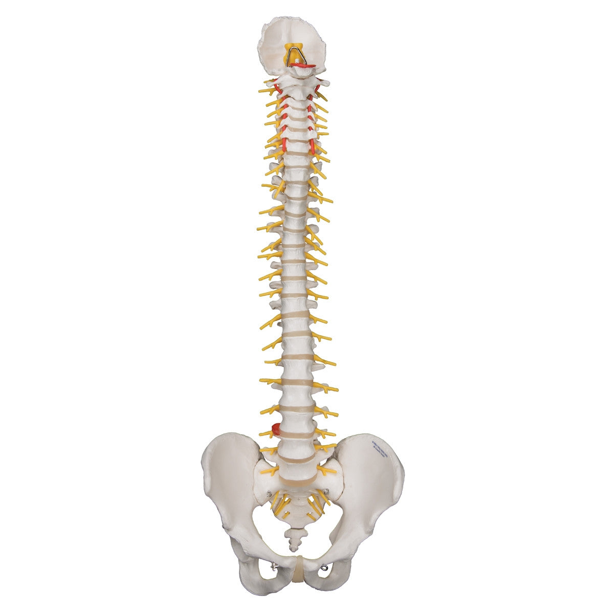 Deluxe Flexible Spine Model 1000125