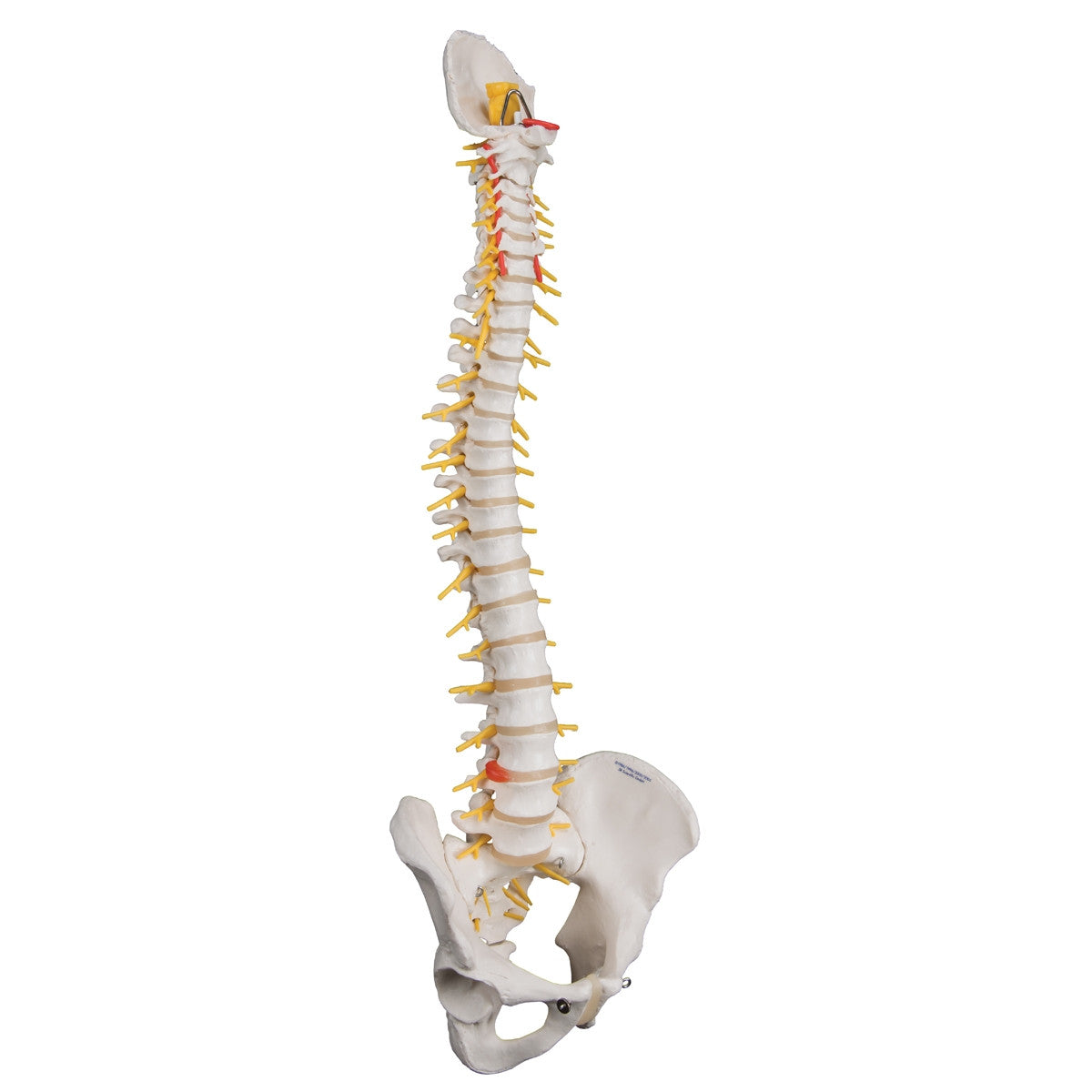 Deluxe Flexible Spine Model