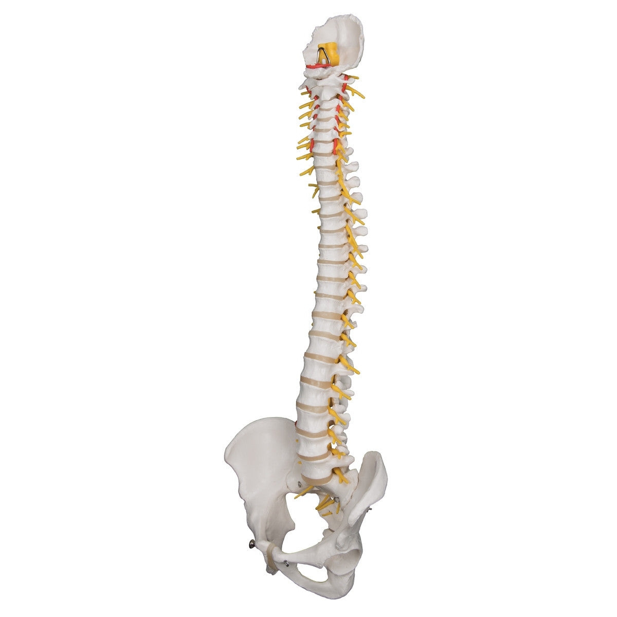 Deluxe Flexible Spine Model