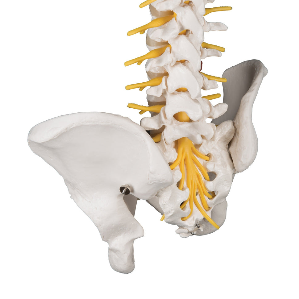 Deluxe Flexible Spine Model