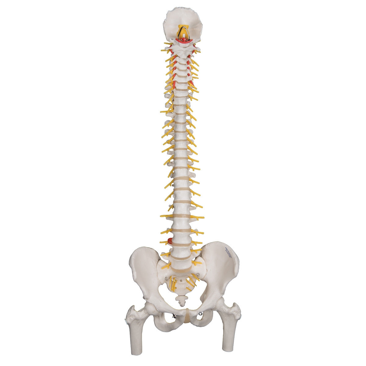 Deluxe Flexible Spine Model with Femur Heads 1000126