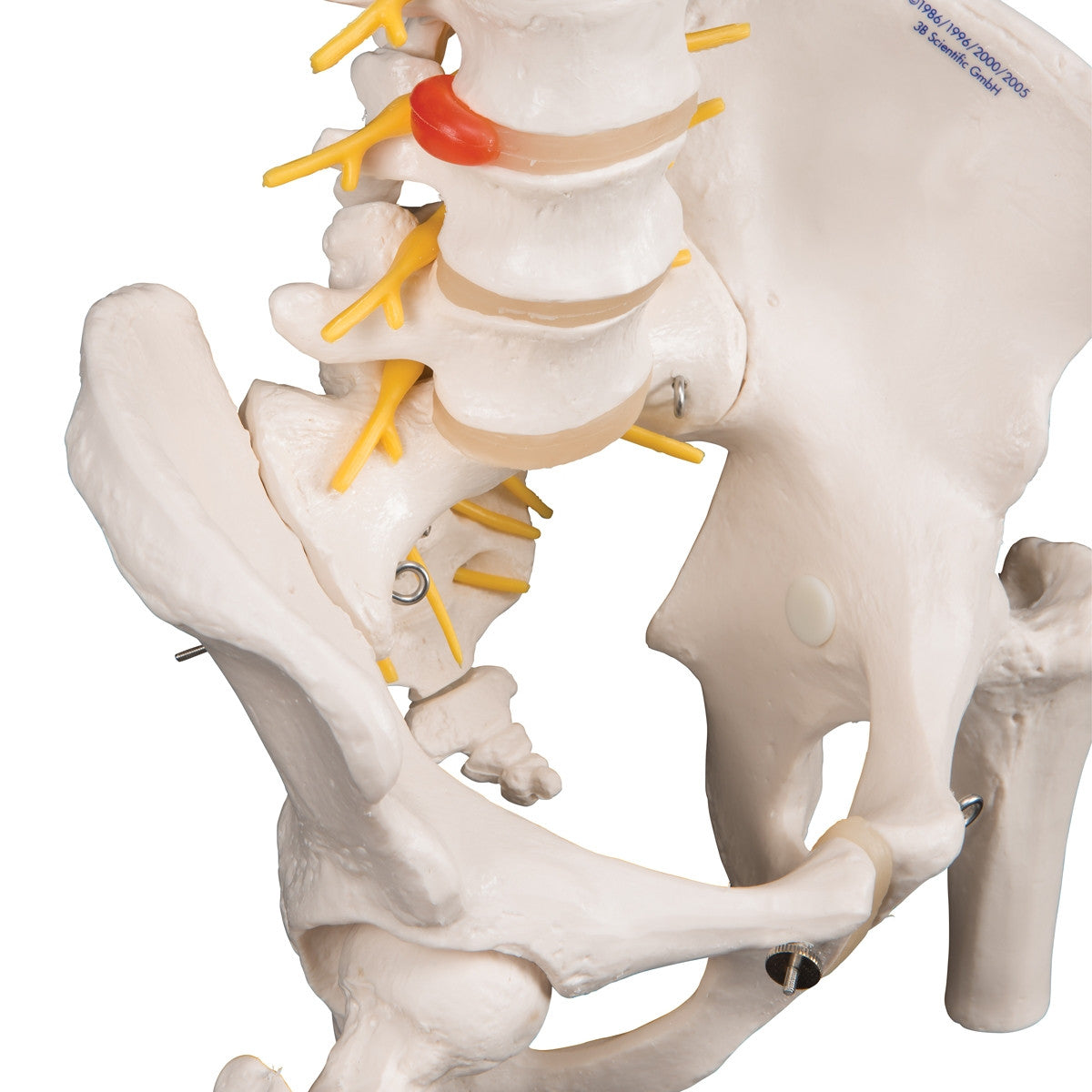 Deluxe Flexible Spine Model with Femur Heads