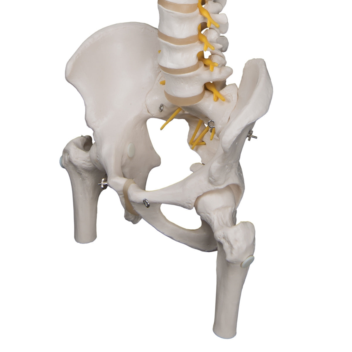 Deluxe Flexible Spine Model with Femur Heads
