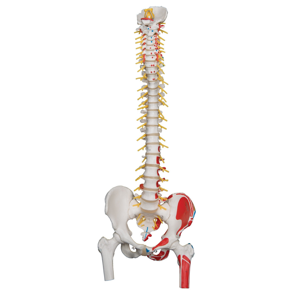 Flexible Spine Model with Femur Heads and Painted Muscles