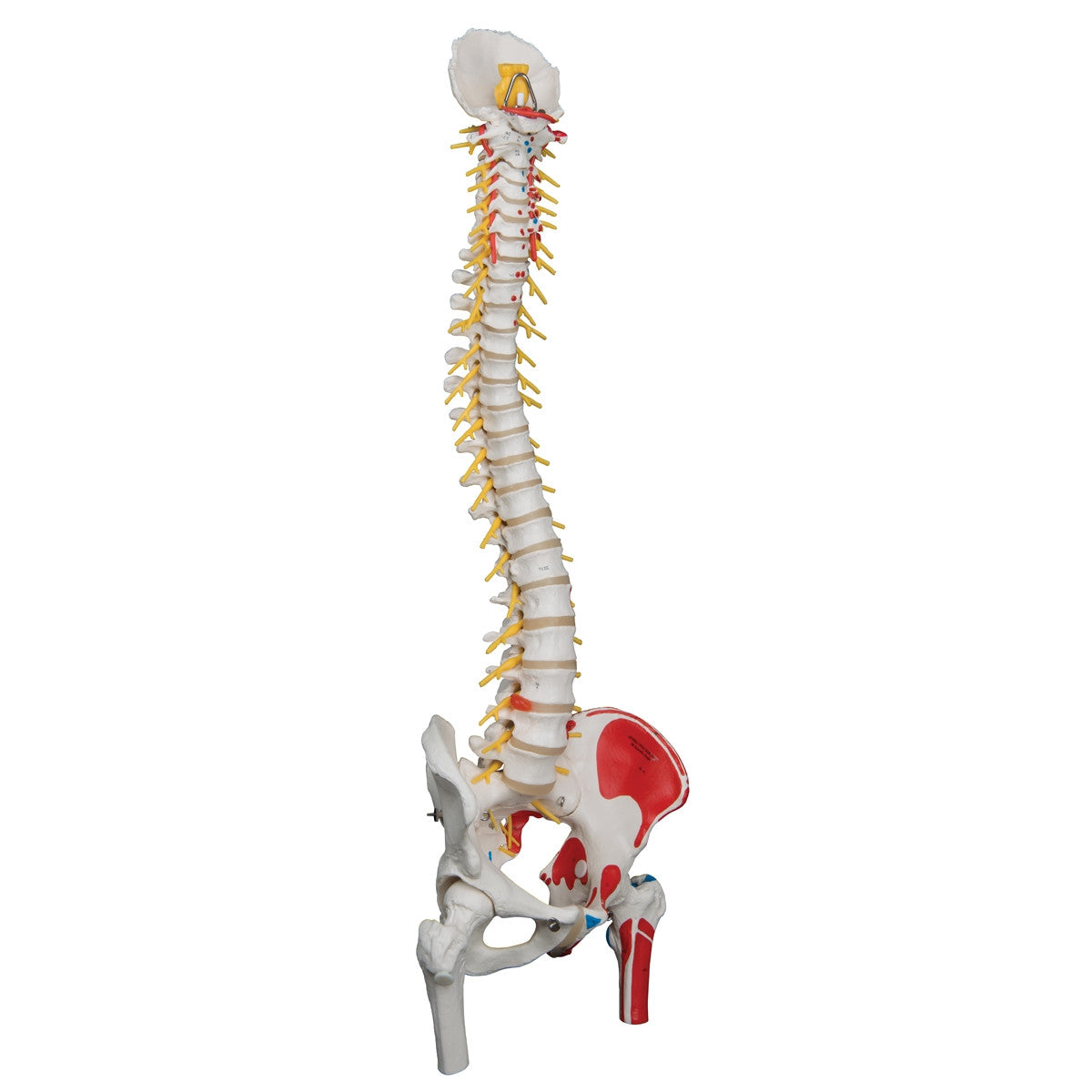Flexible Spine Model with Femur Heads and Painted Muscles