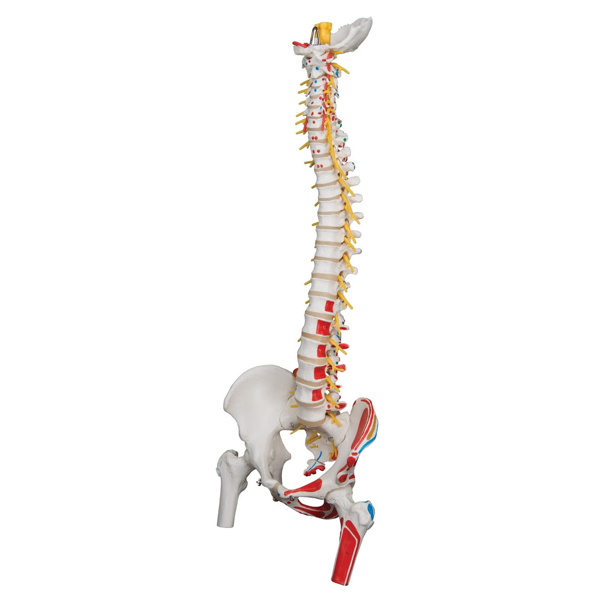 Flexible Spine Model with Femur Heads and Painted Muscles