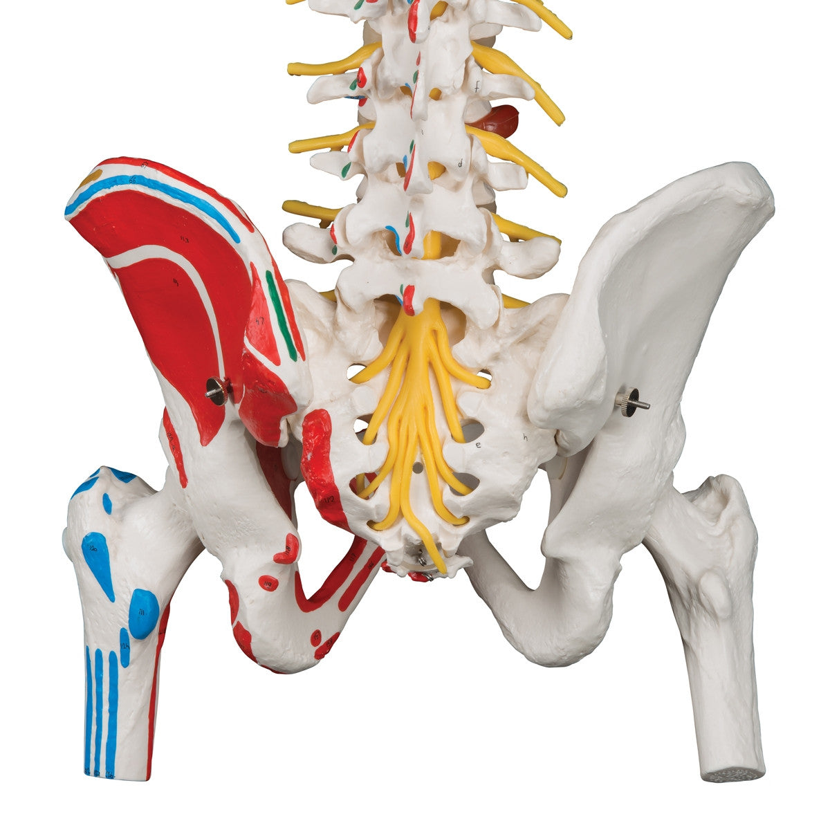 Flexible Spine Model with Femur Heads and Painted Muscles
